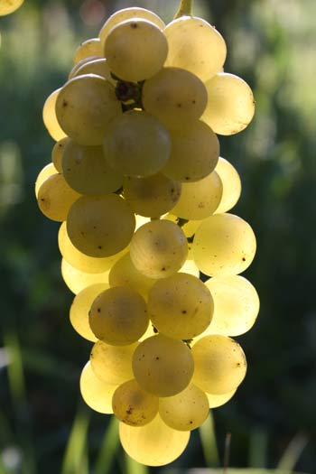 Muscat Muscat