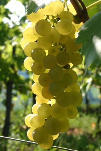 Pinot Blanc Pinot Blanc