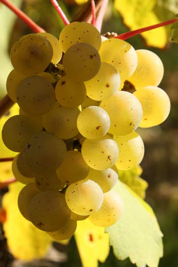 Riesling Rosenberg Riesling Rosenberg